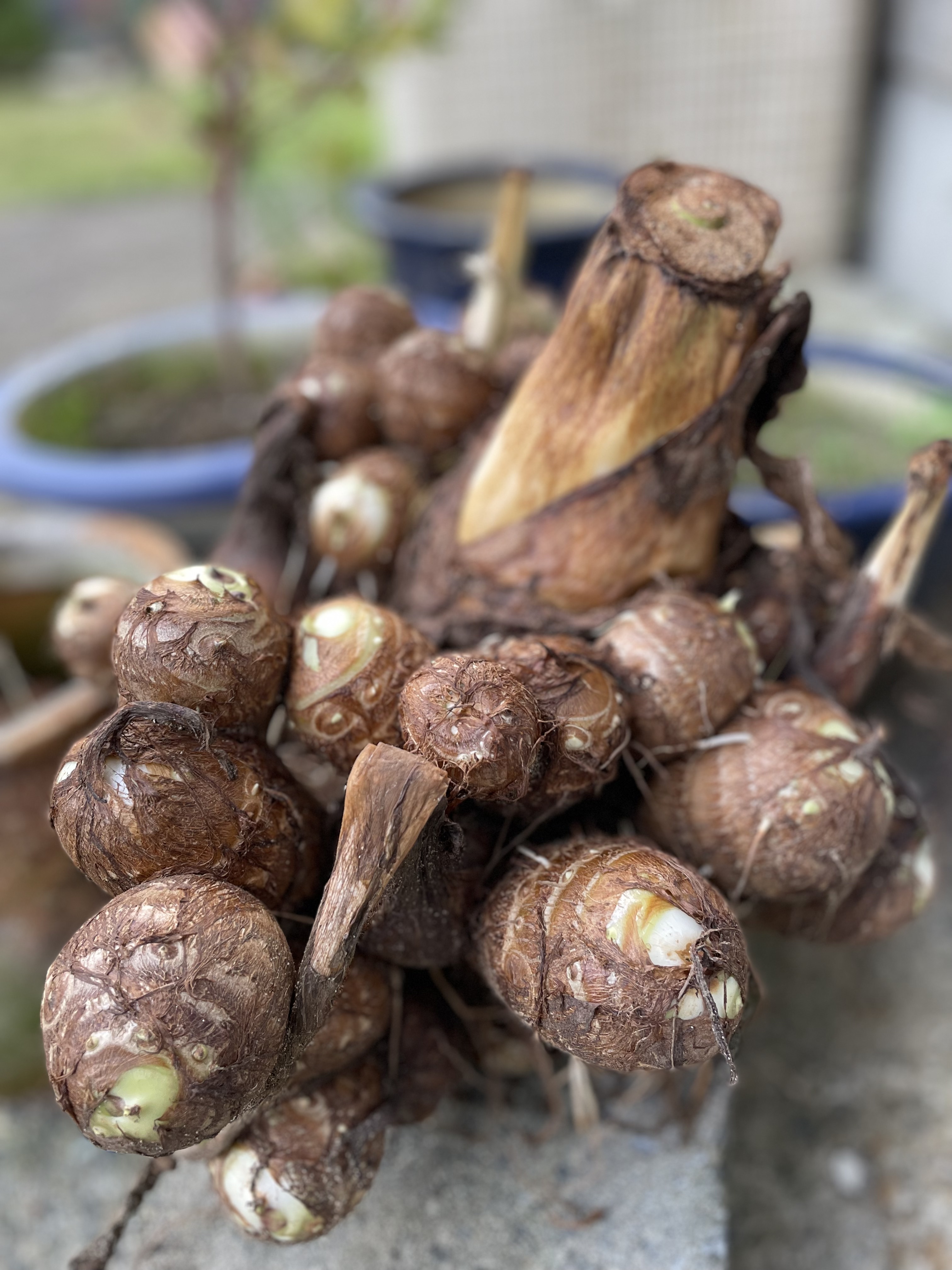 子宝里芋 5kg