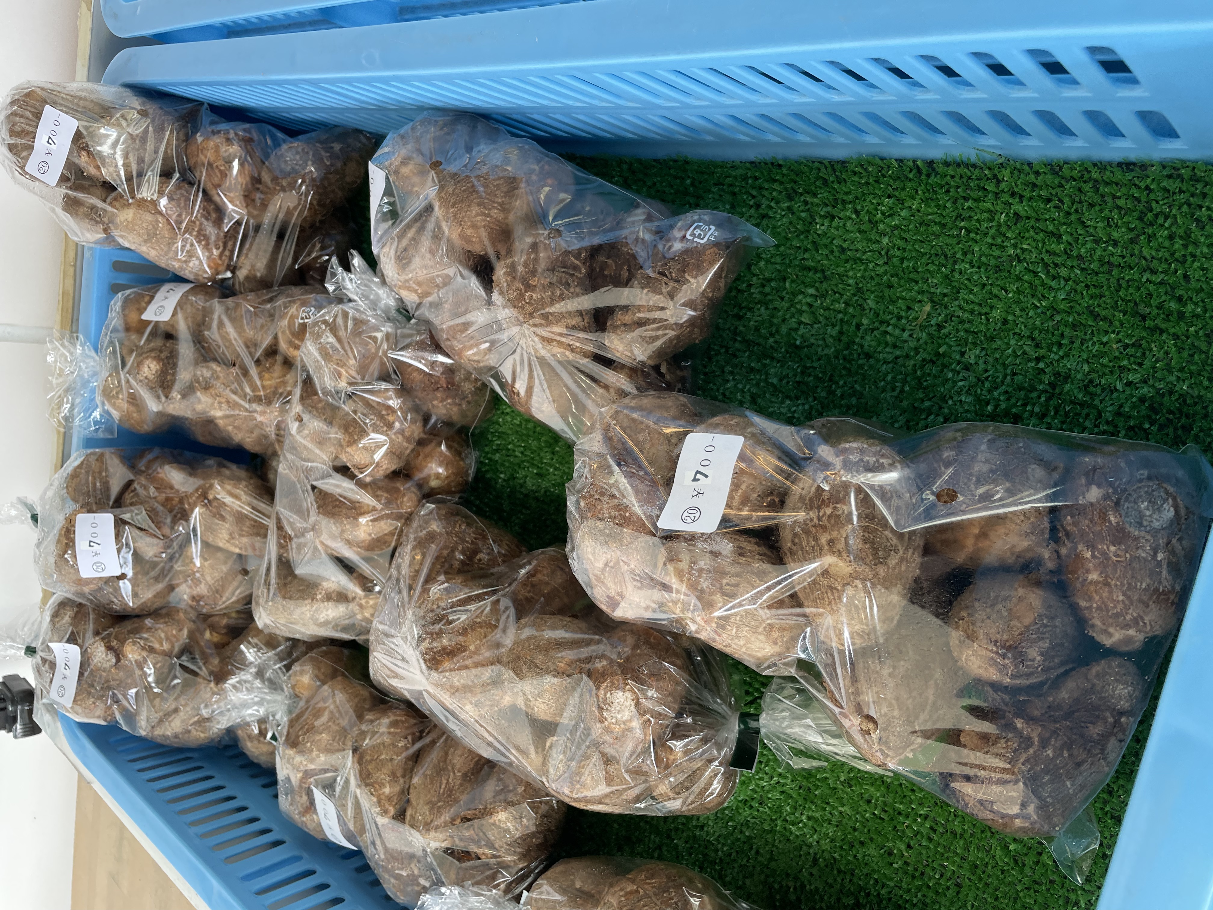 子宝里芋 種芋 6kg